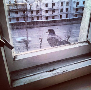 Птица села на окно примета