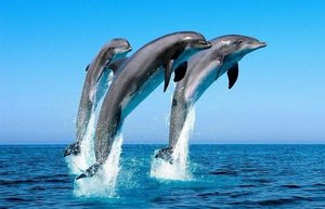 К чему снятся дельфины в чистой воде