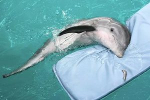 Сон про дельфина