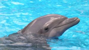  к чему снятся дельфины в море девушке 