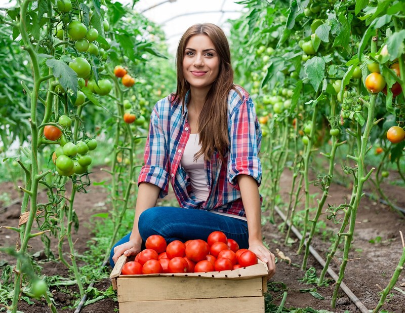 К чему женщине снятся собирать помидоры
