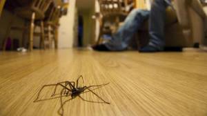 Можно ли убивать пауков в квартире