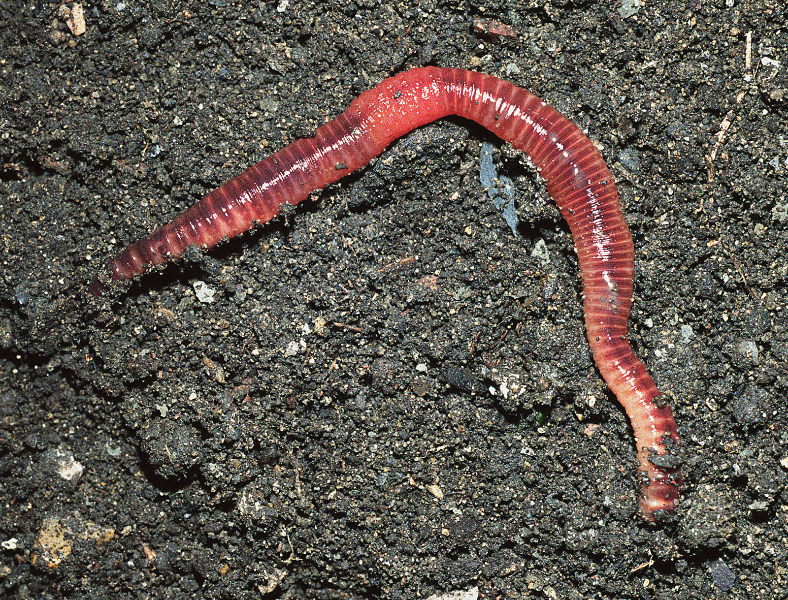 Черви это. Красный дождевой червь. Обыкновенный дождевой червь Lumbricus rubellus. Красные земляные черви. Дождевой червь желтовато зеленый.