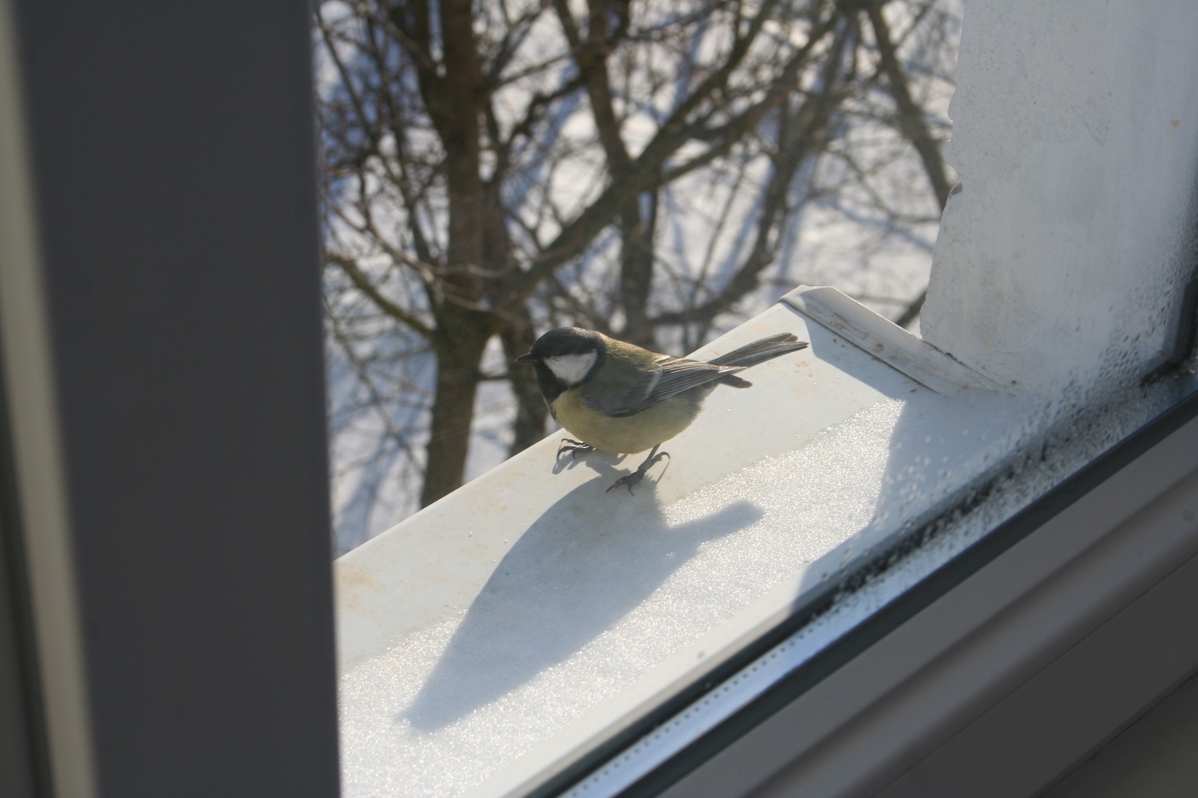 Синица на подоконнике. Птица на подоконнике. Птицы на подоконнике зимой. Птицы за окном. Птицы на окна.