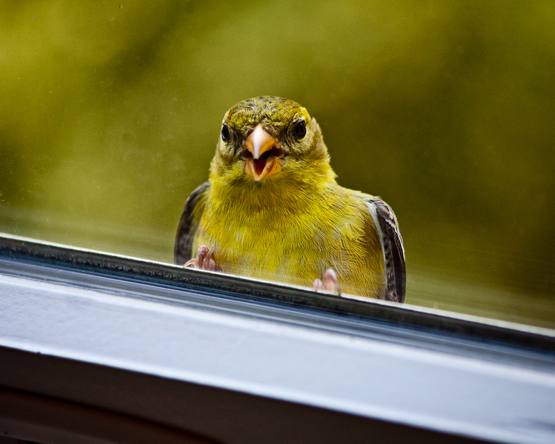 Стучится птица в окно,  примета 
