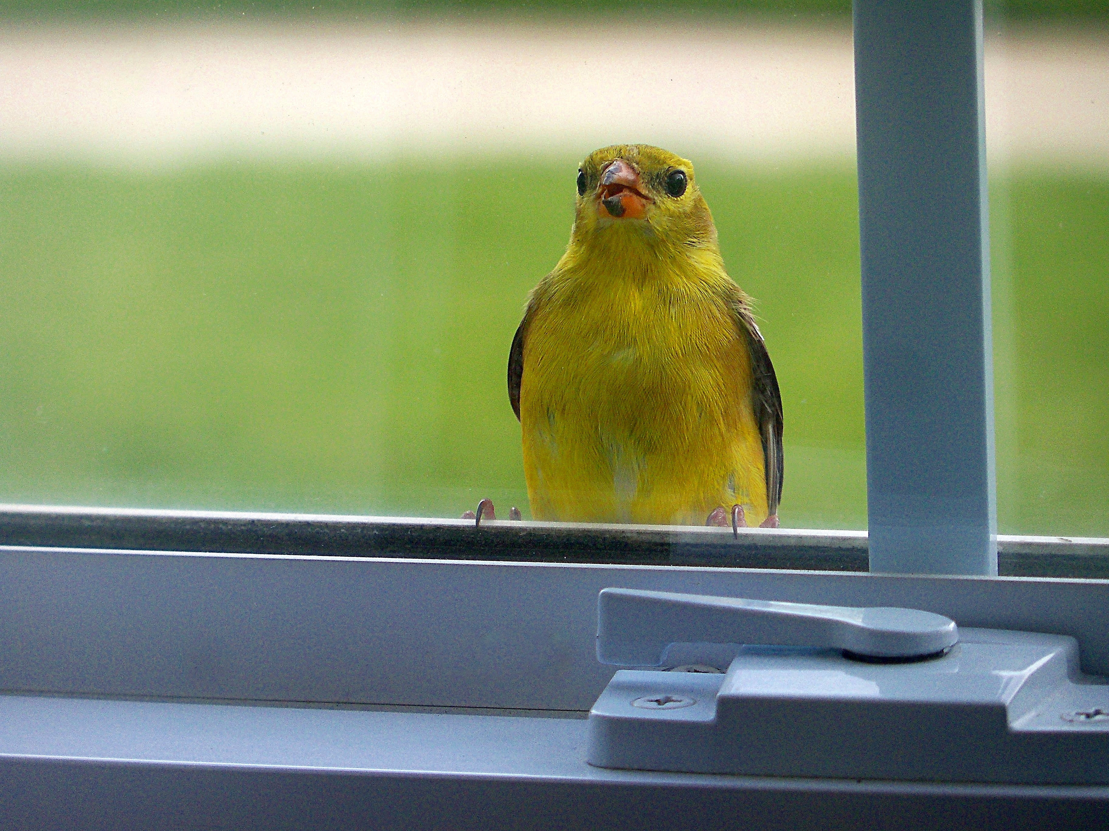Синица на подоконнике. Птицы за окном. Птица на подоконнике. Птицы на окна. Птица бьется в окно.