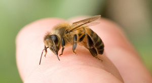 О чем говорит сон про пчел