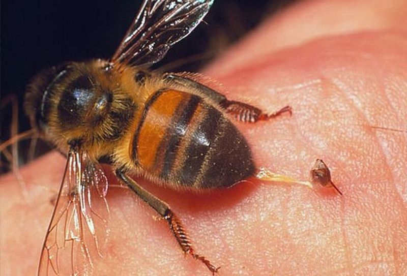 К чему приснились пчелы