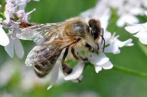 Трактовка сна про пчел