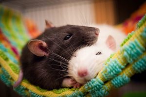 Крысы во сне