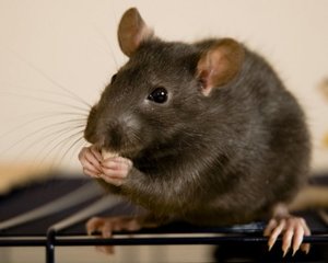 Почему снятся крысы
