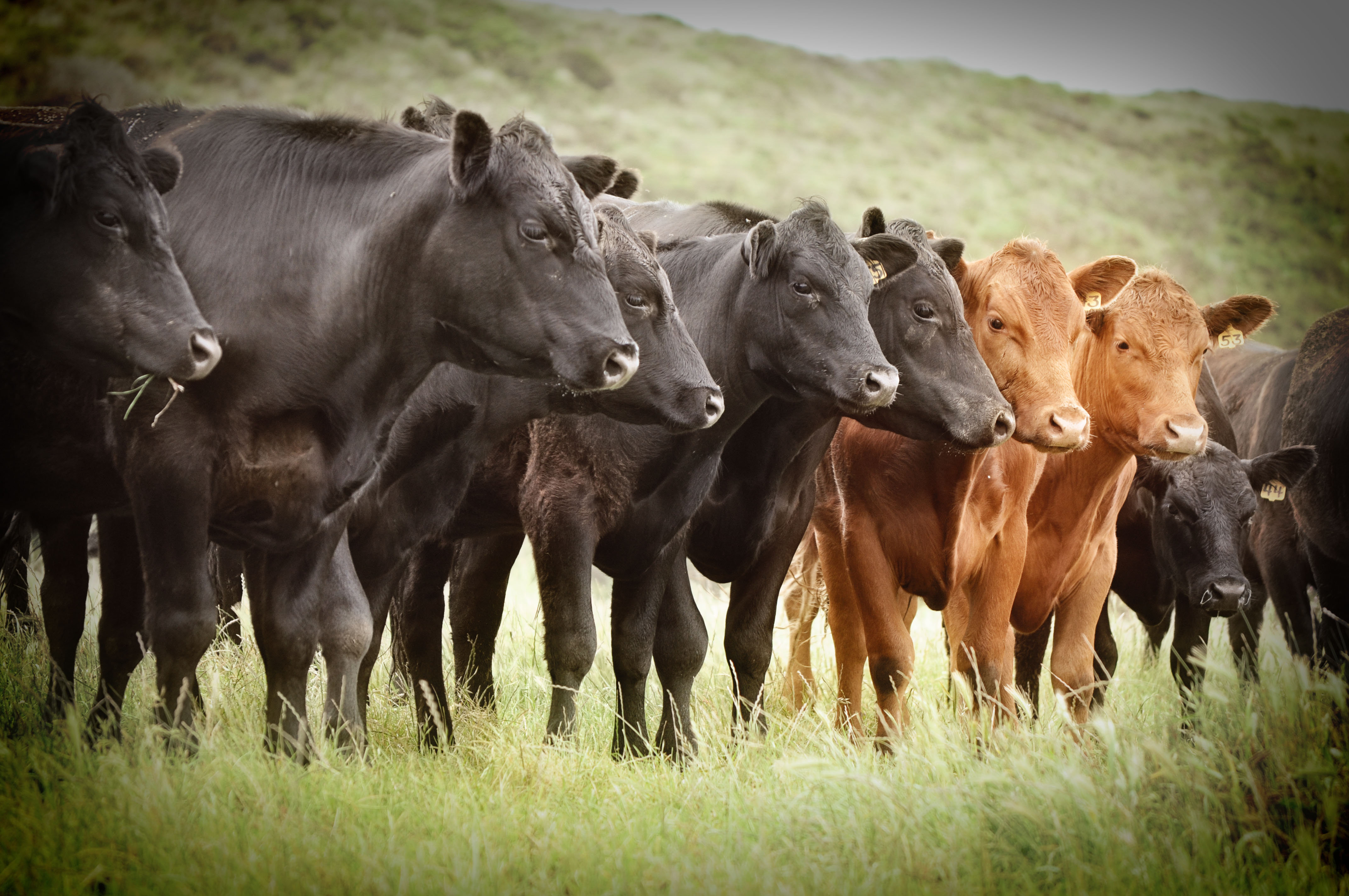 Сельскохозяйственное производство животных. Крупный рогатый скот (КРС). Стадо Быков Австралия. ЭКОНИВА стадо коров. Крупнорогатый скот.