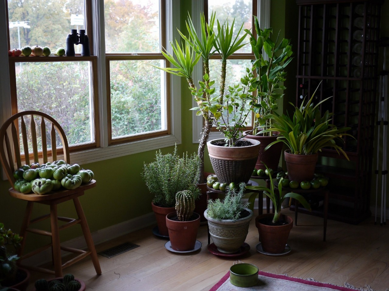 Какие комнатные растения должны быть дома обязательно фото и названия