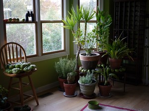 Какие комнатные растения приносят в дом несчастье