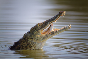 Толкование сна про крокодила
