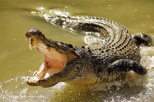 К чему приснился крокодил