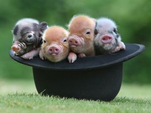 К чему снятся дохлые свиньи