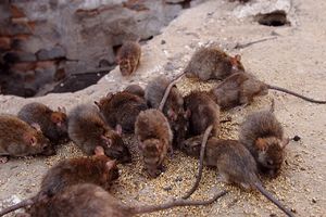 К чему снятся дохлые крысы